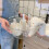 Transparent Wash Basin Plastic Dish Tub, Large Capacity, Durable 4