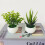 12” Artificial Mini Bonsai Tree in Plastic Pot (2 Count) 1