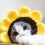 Pet Knitted Wool Hat for Dog Cat Costume Use 4