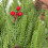 Artificial Norfolk Pine Sprig 17.7-19.7 in 5