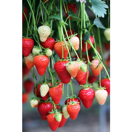 Thursday Cottage Organic Strawberry Jam 340g 2