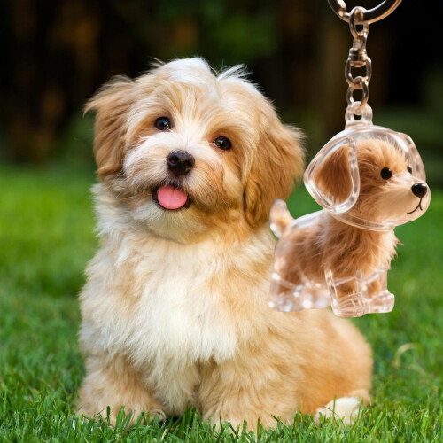 1/6 τεμάχια μπρελόκ δώρου για κατοικίδια με διάφανο κουτί αποθήκευσης μαλλιών για 1
