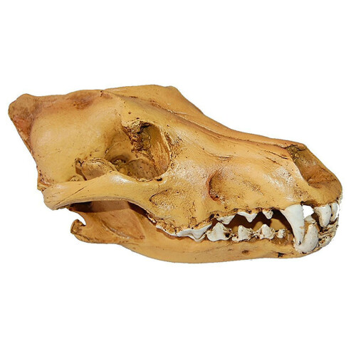 3St Wolf Model Resin Decoratief Multi Kleur