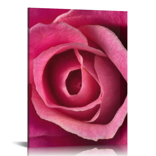 Toile décorative Rose rose vif 40 x 50 cm