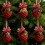 Red Pinecone Animal Ornament Acrylic 1 Piece 2