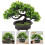 2St Groene Nepden Bonsai Plastic Decor Voor Binnenruimtes 7