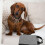 Portable Grey Dog Sling Harness with Durable Oxford Fabric 4