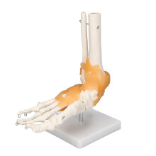 Modèle anatomique du pied avec ligaments, pour salle de classe de sciences. Modèle de squelette humain grandeur nature, pour études médicales.