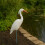Heron Decoy for Dambeskyttelse - Hvid, holdbar plast 2