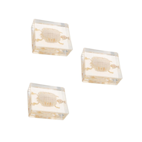 3Pièces Tortue Specimen Os Bois Décor Éducatif 2