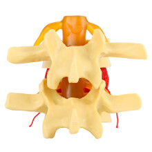 Modelo realista de la columna lumbar, herramienta de demostración para la enseñanza médica sobre la anatomía de la columna vertebral humana: