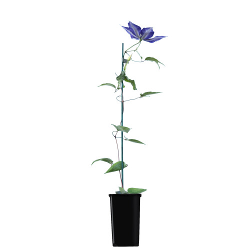 Großblumige Clematis Daniel Deronda 1L 1