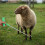 Catch Hook Metal Pole Comfortable Handling Tool 5