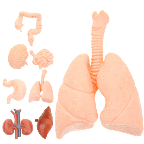 32St Multikleur Organenmodel Set Voor Studenten En Training 1