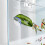 4St Transparant Betta Visbed En Verstopplek Aquarium 8