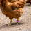 100Pièces Anneaux Numérotés Pattes Poulet Violet Durable 9