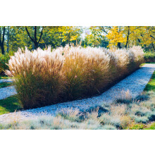 Calamagrostis brachytricha 20 Seeds, Feather Reed Grass - red, Pink, Silver