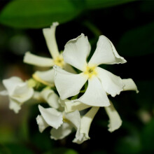 Star Jasmine Evergreen Climbing Garden Outdoor Plant for Trellis, Fences & Obelisks Baring Fragrant White Summer Flowers, 1 x Trachelospermum