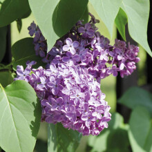 Thompson & Morgan Hardy Perennial Flowering Shrub, Lilac ?Katherine Havemeyer?, Potted Garden Plants Ideal for Smaller Gardens, Patio and Containers