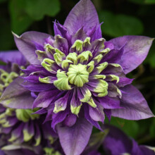 Clematis Taiga Clematis Florida Taiga Old Man?s Beard Hardy Shrub Exotic Show Stopping Climber Ideal for Walls, Fences and trellises Easy to Grow and