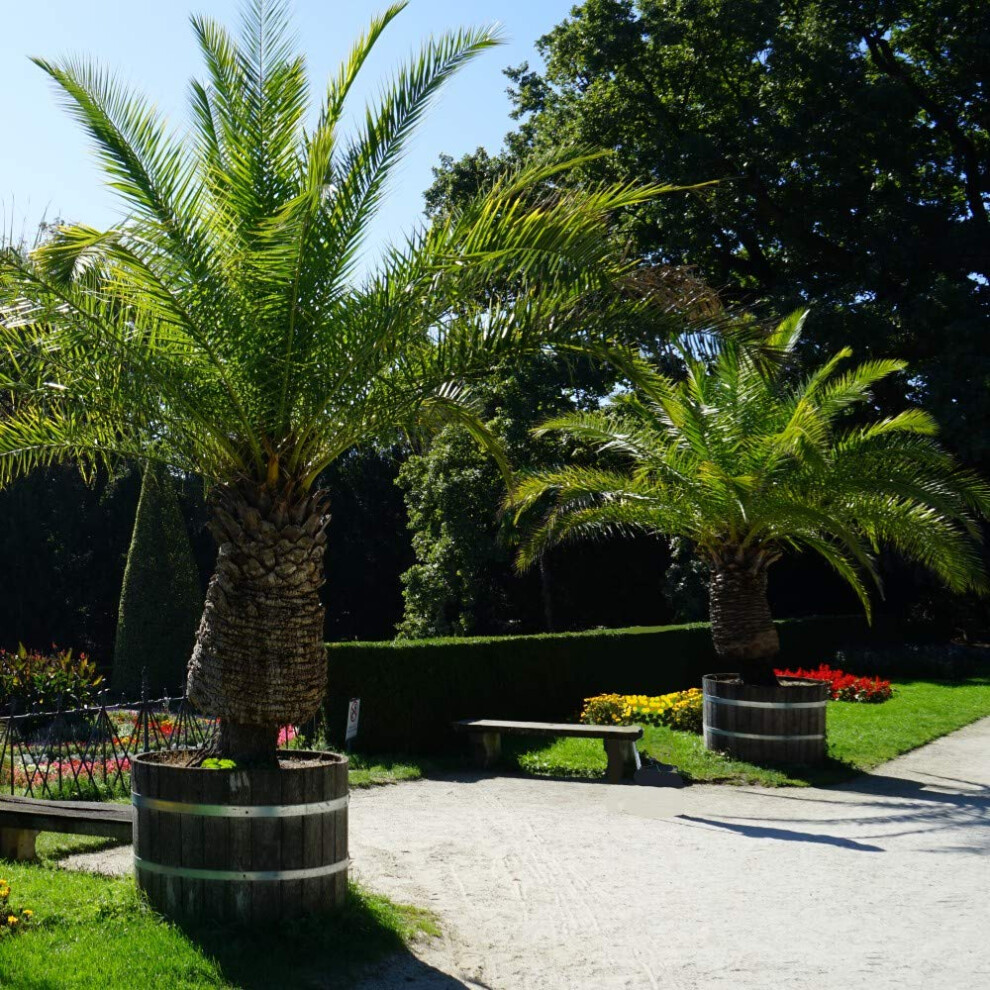 Thompson & Morgan Pair Of Phoenix Palm Canariensis Exotic Outdoor Plants Drought Tolerant Evergreen Palm Tree Canary Island Date Baring Tropical Spiked Foliage 2X Palms