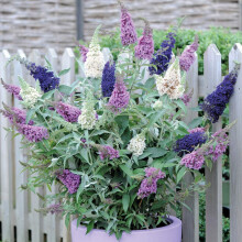 Butterfly Bush Tricolour 3 in 1 Hardy Shrub Pink Purple White Attracts Pollinating Insects Low Maintenance Flowering Buddleja davidii Tricolour 1 x