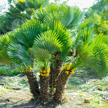 YouGarden Hardy Fan Palm Chamaerops humilis, 60-80cm Tall Plant in 20cm Pot, Bushy Palm Trees for Gardens, Perfect for Exotic Style Gardens, Ready to