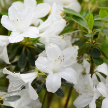 Hardy Evergreen Compact Dwarf Azalea Shrubs for Patios, Beds & Borders Provide Spectacular Colour 1 x White Azalea in 9cm Pot by Thompson & Morgan