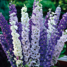 Delphinium ?Pacific Hybrids? Mixed, Hardy Perennial 5 postiplugs by Thompson and Morgan (5)