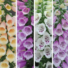 Digitalis (Foxglove) Dalmation Mixed, Hardy Biennial 12 Plug Plants by Thompson and Morgan (12)