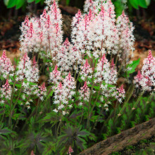Tiarella Angel Wings Foam Flower Deciduous Perennial Outdoor Garden Shrub (20-30cm (Incl. Pot))