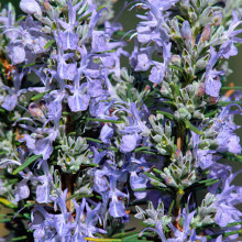 Rosmarinus Whitewater Silver Rosemary Aromatic Blue Flowering Evergreen Bush (20-30cm (Incl. Pot))