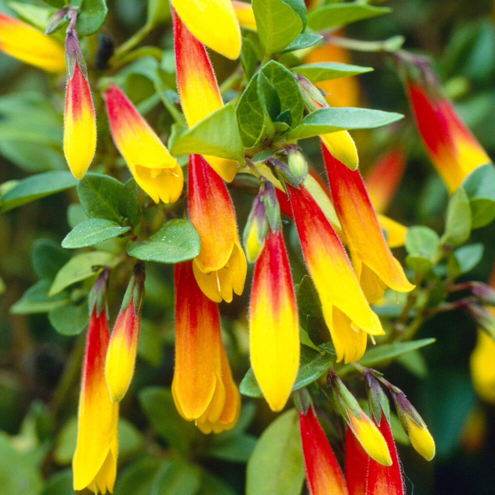 Gardenersdream Jacobinia Pauciflora Brazilian Evergreen Perennial Flowering Shrub (20-30Cm (Incl. Pot)) Fuchsia