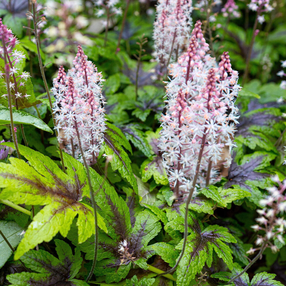 Gardenersdream Tiarella Sugar And Spice Herbaceous Perennial Scented Flowering Potted Shrub (20-30Cm (Incl. Pot)) Green/Purple