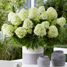 Hydrangea Paniculata Little Spooky Outdoor Flowering Garden Shrub Plant in Pot (20-30cm Incl. Pot)
