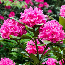 GardenersDream Rhododendron Rocket Plant - Outdoor Garden Ready Flowering Shrub - All Year Round Outdoor Plant - Evergreen Flowering Shrub for Garden