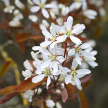 Hardy Flowering Tree, Amelanchier Lamarckii, Deciduous Potted Garden Plants Ideal for Cottage Gardens, Patio and Containers (2 x 3.5 Litre Pot)