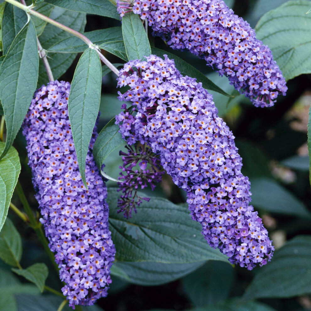 Gardenersdream Buddleia Davidii 'Nanho ' Butterfly Bush - Outdoor Garden Ready Plant In Pot - Outdoor Flowering Shrub For Gardens And Patios Blue