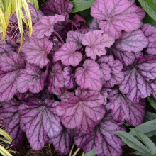 Heuchera Wild Rose Coral Bells Alum Root Evergreen Outdoor Perennial Garden Plants in Plant Pot (9cm Pot, 15-30cm)