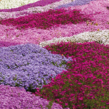 Creeping Phlox Collection Nurserymans Choice Moss Phlox subulate Phlox Hardy Perennial Drought Tolerant Easy to Grow Garden Flowers 10 x Postiplug