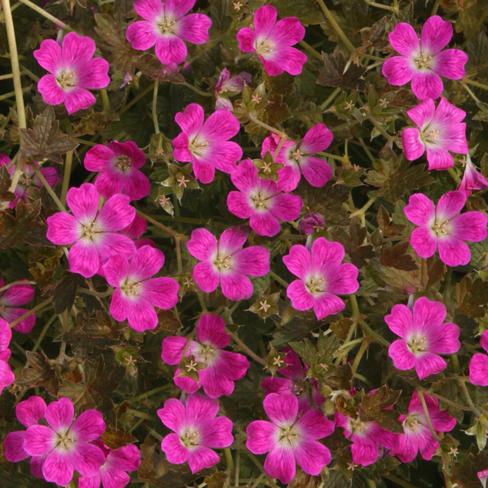 Gardenersdream Geranium Orkney Cherry | Semi Evergreen Perennial | Outdoor Flowering Pot Plant (9Cm Pot, 10-20Cm)