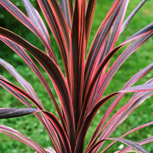 GardenersDream Cordyline Southern Splendour Plant in Pot - Evergreen Hardy Shrub, Healthy Cabbage Palm Plant - Ornamental Grass Shrubs for Gardens,