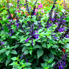 Salvia Amistad Sage Tall Upright Scented Perennial Purple Flowering Potted Plant (9cm Pot, 15-30cm)