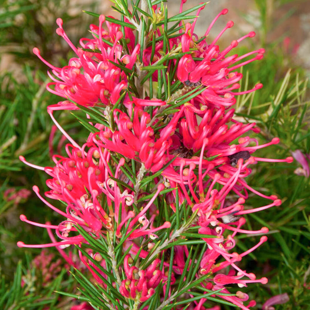 Gardenersdream Grevillea Canberra Gem - Spider Flower | Evergreen Potted Garden Shrub For Sale (15-30Cm Incl. Pot)