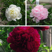 Peony Plants ?Double Collection? Paeonia lactiflora Hardy Perennial Fragrant White Pink Red Double Blooms Low Maintenance Easy to Grow Your Own