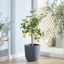 Lemon (Citrus) Eureka Tree 9cm Pot x 1
