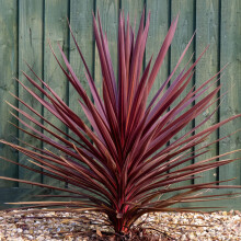 GardenersDream Cordyline Torbay Red Plant in Pot - Colourful Evergreen Hardy Shrub - Healthy Cabbage Palm Plant - Ornamental Shrubs for Gardens,