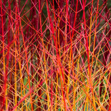 Cornus Sanguinea Midwinter Fire Outdoor Flowering Garden Ready Plant in Pot (9cm Pot, 20-30cm)