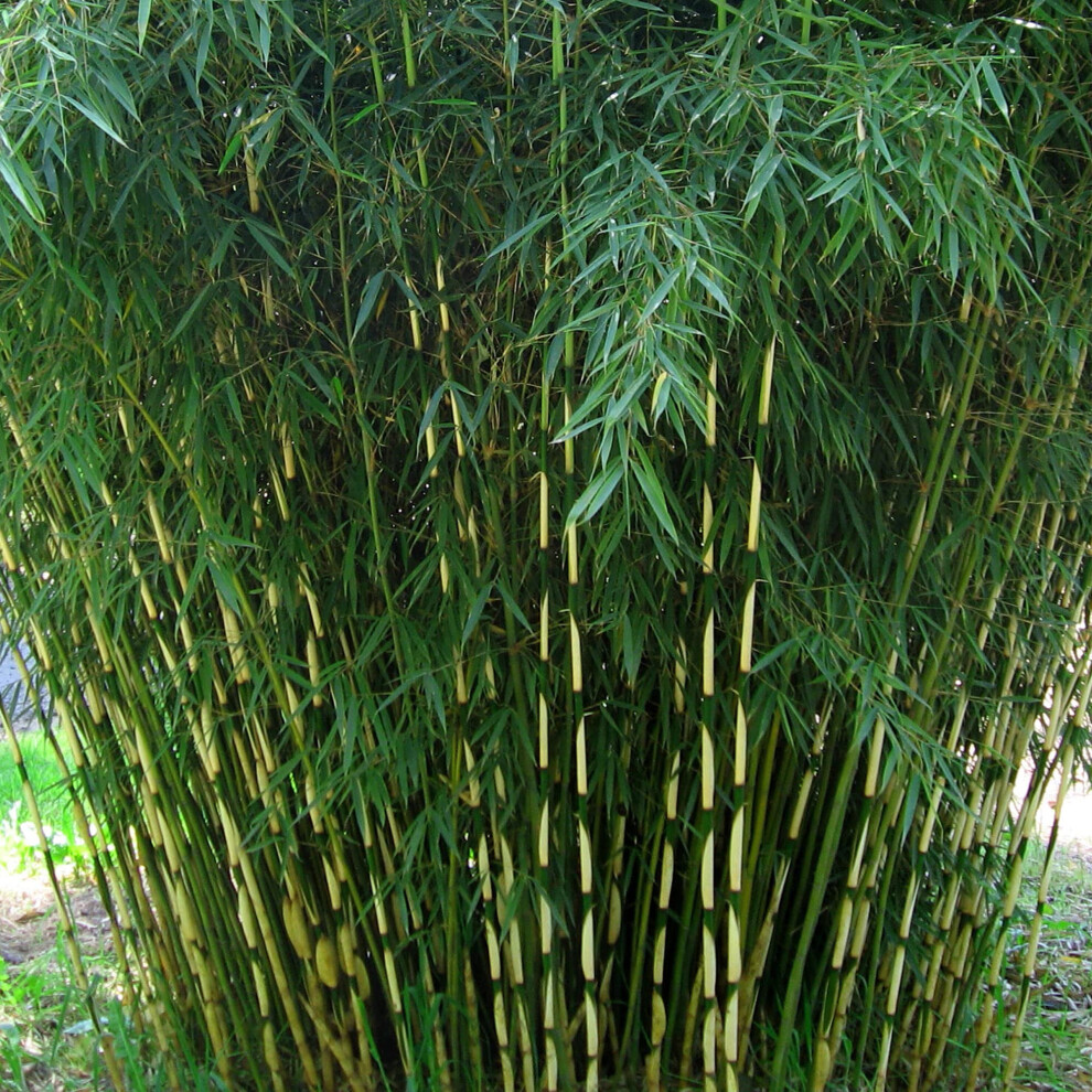 Fargesia Pingwu - Umbrella Bamboo | Vigorous Outdoor Garden Hedge Plant 14cm Pot - Image 5