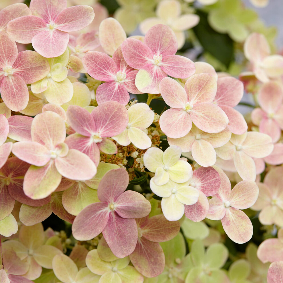 Gardeners Dream Green/White/Pink Hydrangea 'Polestar' - 9Cm Pot - Image 2